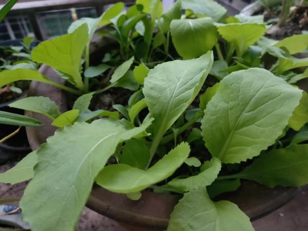 疫情來了也不怕沒青菜吃