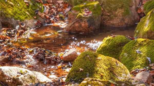 又快到了去本溪賞楓的季節，楓林谷是我退休以後每年都要去的地方