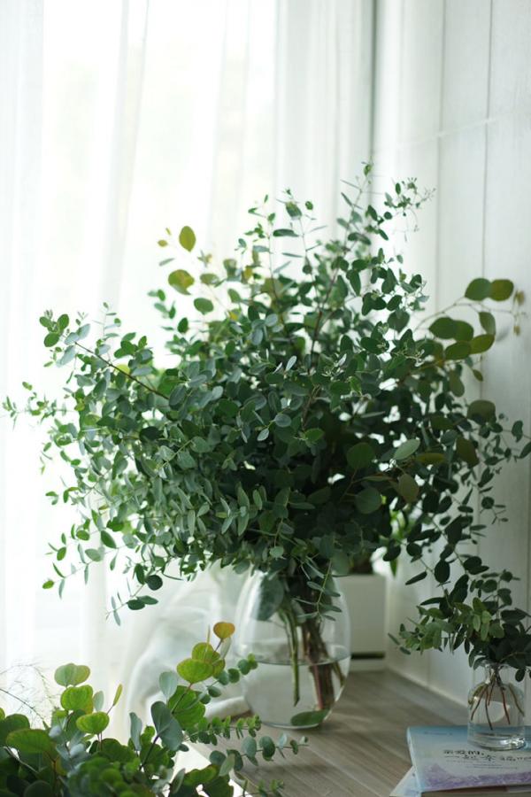 最近流行的簡約風綠色，這3種植物，納涼經典又好養