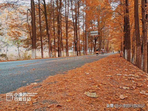 秦嶺秋天最美自駕公路，只有39公里，卻穿越中國南北
