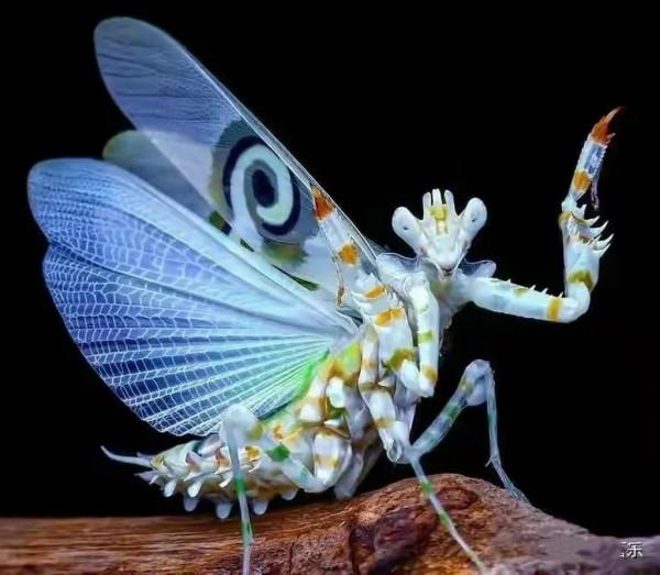 《動物世界》的掙扎•螳螂 壁虎 麋鹿 馬 獅虎豹 豺狼 鷹