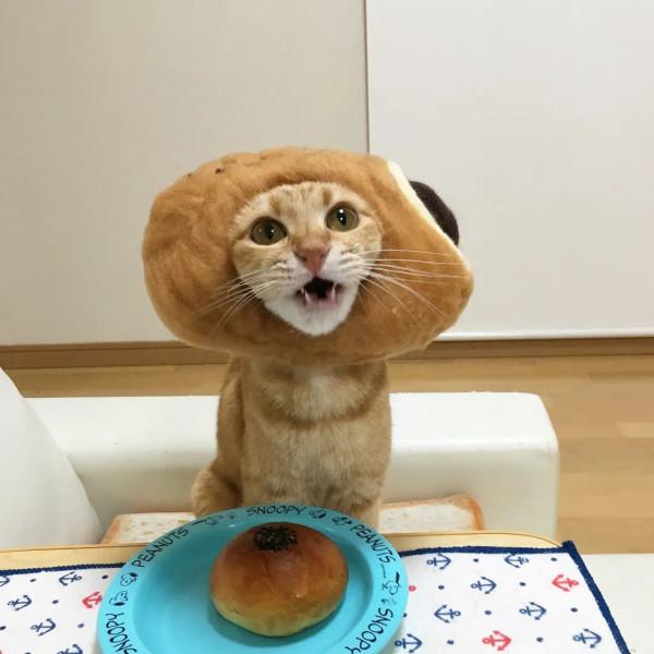 日本一鏟屎官把貓咪打扮成食物！網友：太可愛了！忍不住想吃掉