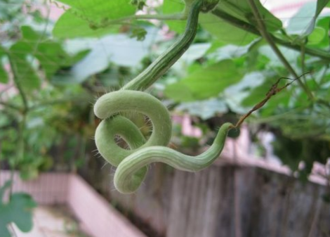 蛇瓜：當珍稀蔬菜引進，畝產達5噸，國內推廣多年一直不溫不火