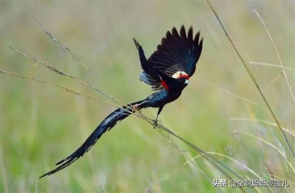 分享——稀奇古怪的鳥