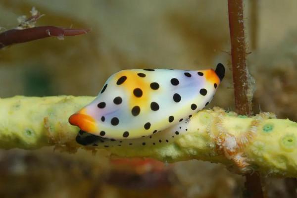 可愛呆萌的海兔，美出天際的海兔——海兔大全