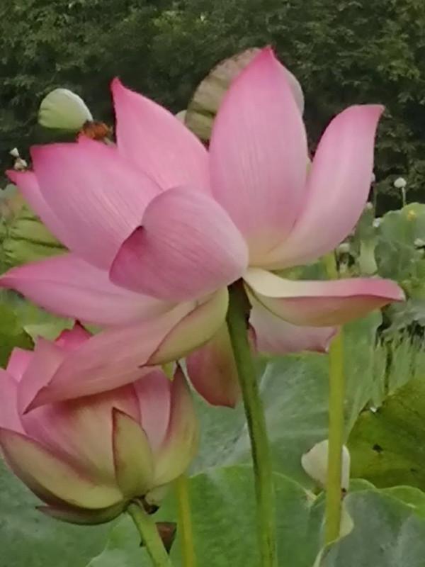 《道德經》:天佑善人 《道德經》:天佑善人