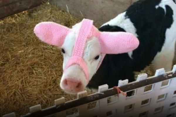 這些亞馬遜產品奇葩到顛覆認知，真是活久見…