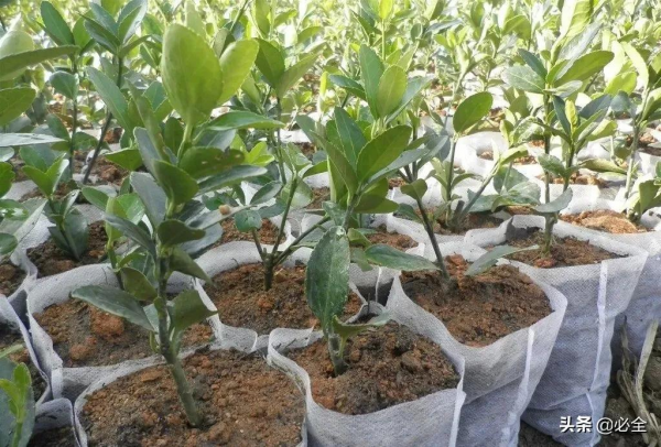 容器苗行情大熱，育苗容器怎麼選擇？什麼時候需要換容器？