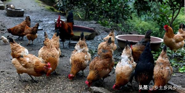 用米糠餵雞，按照這三個方法來做，效果好效益高