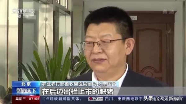 豬價行情!今日各地生豬報價 豬價行情!今日各地生豬報價