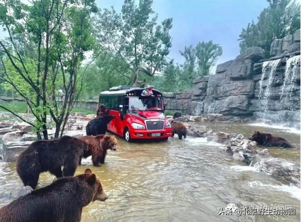 絕美的秋色，動物朋友們都陶醉了