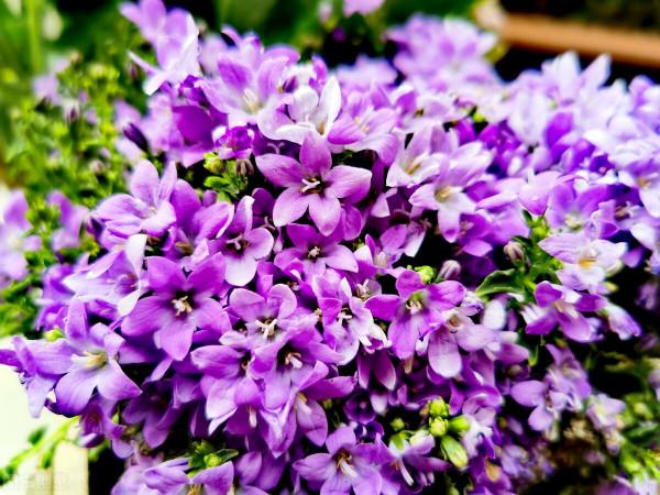 五種見花不見葉的開花植物，養一株賞花不斷