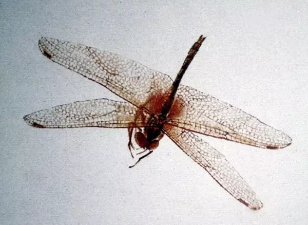 齊白石筆下的飛蟲,精細之極 齊白石筆下的飛蟲,精細之極