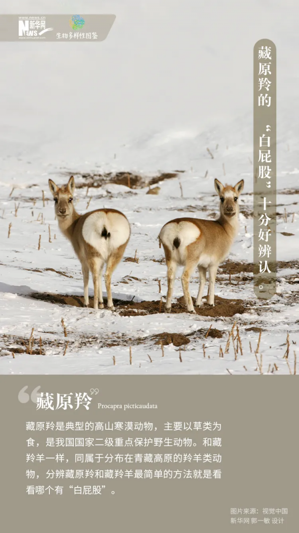 保護生物多樣性丨鏡頭裡的中國•生物多樣性圖鑑 保護生物多樣性丨鏡頭裡的中國•生物多樣性圖鑑