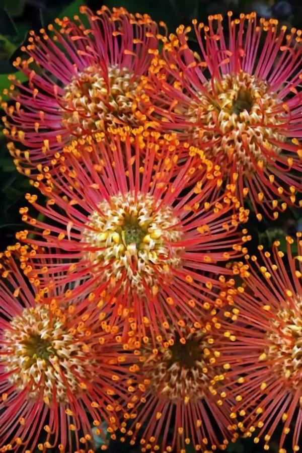 22種奇異的花欣賞之一