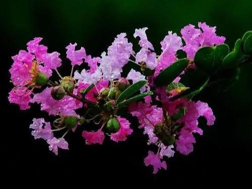 分享——紫薇花