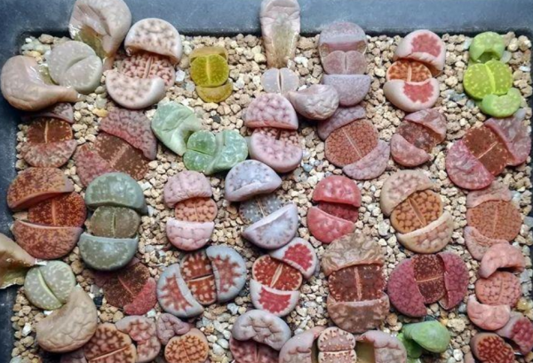 養蛻皮中的石生花,做好這4件事,才是名副其實的“富貴玉” 養蛻皮中的石生花,做好這4件事,才是名副其實的“富貴玉”