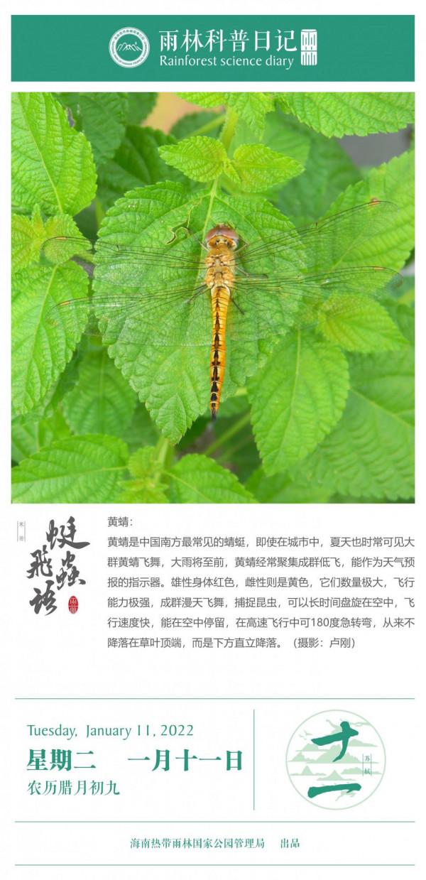 雨林科普日記之黃蜻