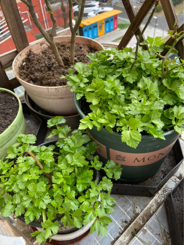 冬天多吃5種“大葉菜”,下雪後比肉都香,能吃到明年春天 冬天多吃5種“大葉菜”,下雪後比肉都香,能吃到明年春天