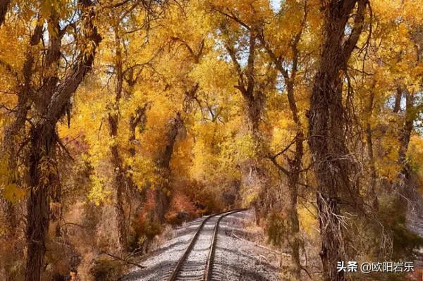 國內這6個地方的胡楊林，美得無法無天！此生一定要去看一次
