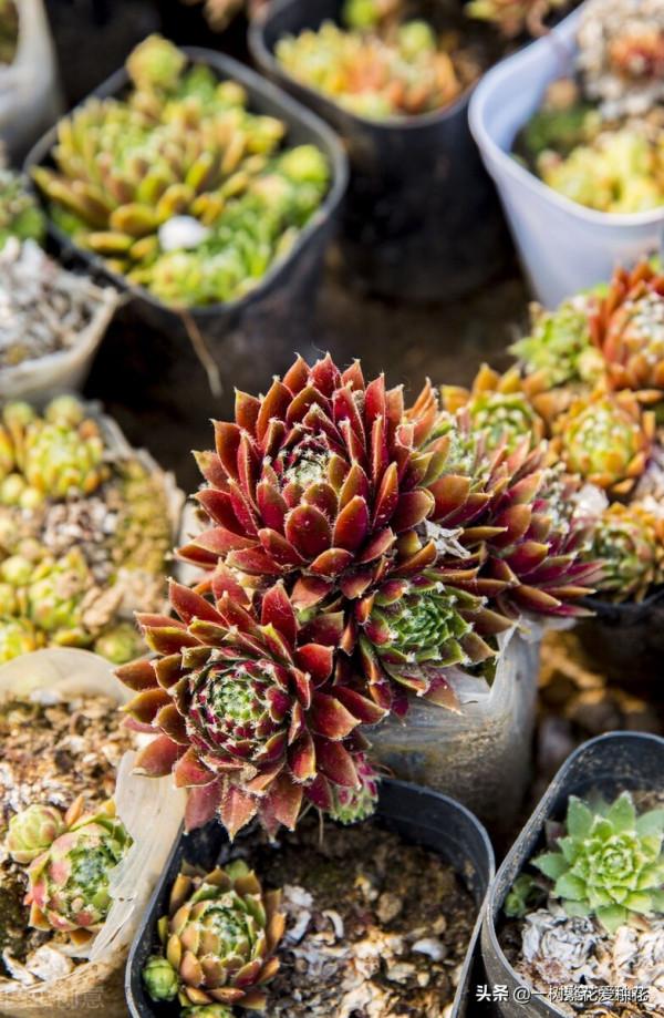 多肉常見問題：化水、黑腐、病蟲害，大家發圖，我來診斷和治療