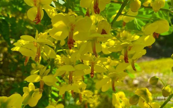 雲實滿山無鳥雀 雲實滿山無鳥雀