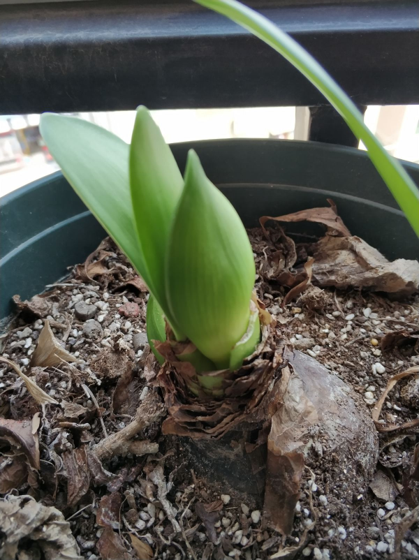 全網都在種的“阿弗雷”,單朵花比臉大,一開花就預示著“吉祥” 全網都在種的“阿弗雷”,單朵花比臉大,一開花就預示著“吉祥”