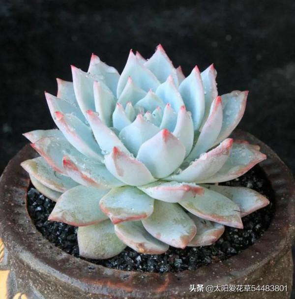 多肉粉藍鳥怎麼養?掌握5點,養出仙氣飄飄的狀態美極了 多肉粉藍鳥怎麼養?掌握5點,養出仙氣飄飄的狀態美極了