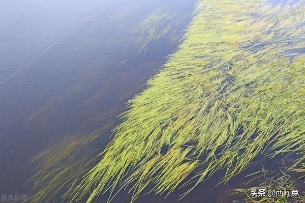 雙魚座的荒誕 雙魚座的荒誕