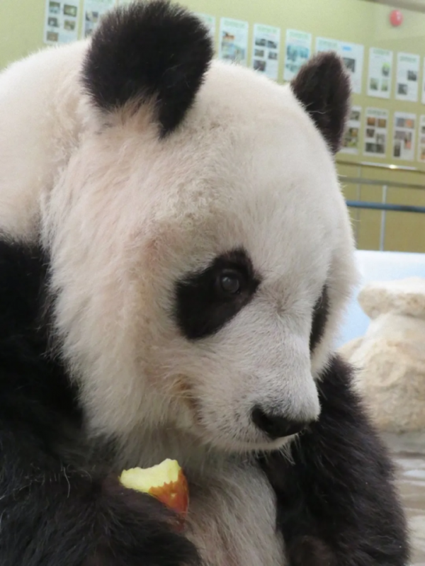 中國駐大阪總領事薛劍春節慰問旅日&OpenCurlyDoubleQuote;外交官&rdquo;