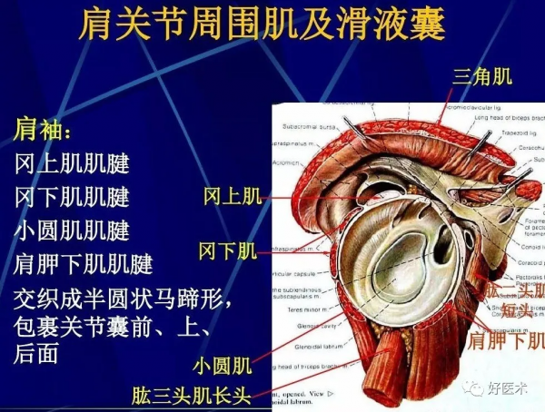 86張全身關節應用解剖精講，這篇文章值得收藏