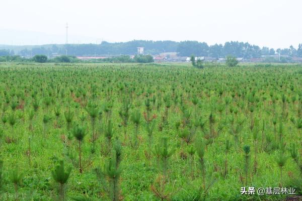 大力發展林業碳匯經濟是農民增收、林業增效、國土增綠的基石