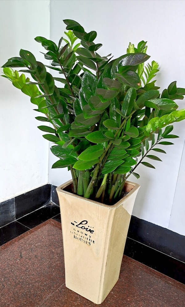 適合客廳養的12種“旺財花”,美觀大氣,格調高雅,養人還旺家 適合客廳養的12種“旺財花”,美觀大氣,格調高雅,養人還旺家