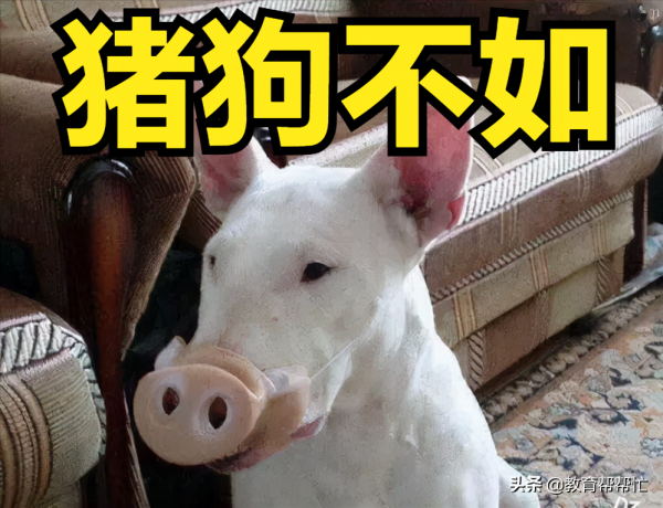 養狗的人應該先把人養好，然後再養狗，別人不如狗