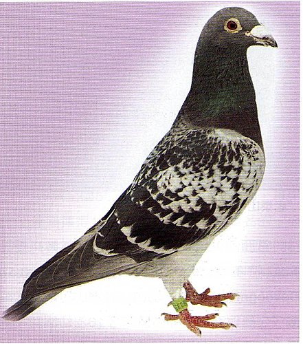 兩全其美的育種模式—雜交·近交與交叉育種法