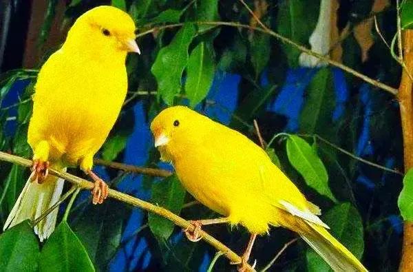 分享圖片&mdash;&mdash;美麗的金絲雀集錦