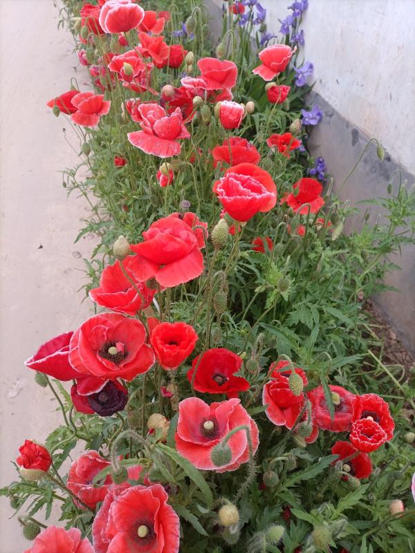 家有小孩和寵物，不要養這8種花，食用了得馬上去醫院