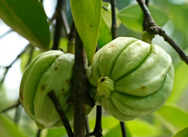吃點啥抑制食慾？最火的是這個