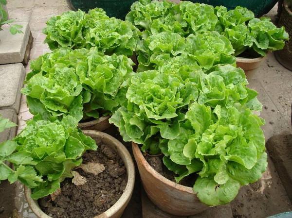 5種“蔬菜”不怕冷,陽臺種一盆,0度凍不死,吃一茬冒一茬 5種“蔬菜”不怕冷,陽臺種一盆,0度凍不死,吃一茬冒一茬