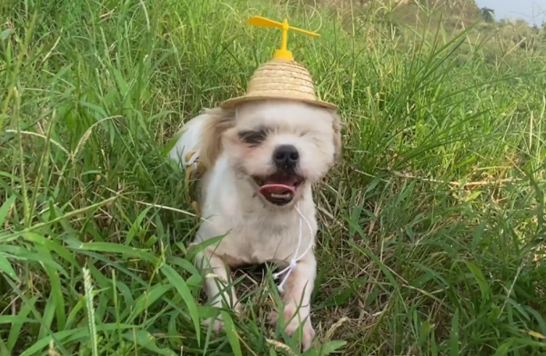 湖北：在公廁旁生小狗流浪狗，雖失去一隻眼，卻在獲救後愈發美麗