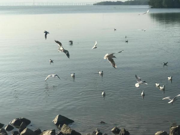 文明觀鳥不要投餵才是對鳥兒的保護