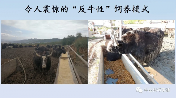 世界舍飼養牛業的致命殺手——組胺與內毒素