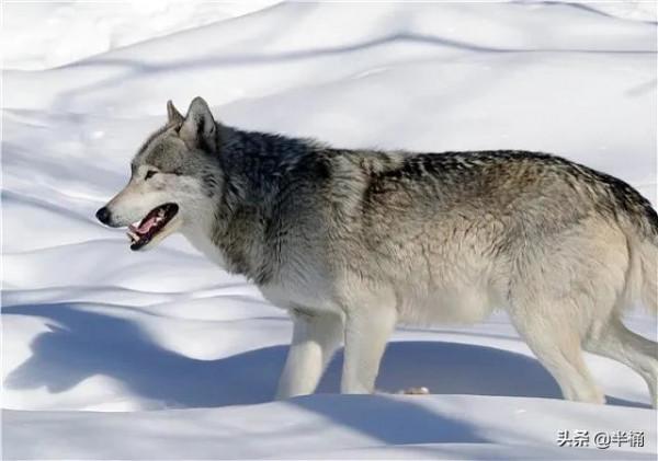 狼的天敵是什麼?成年人能徒手打敗狼嗎?野外遇到狼如何自保? 狼的天敵是什麼?成年人能徒手打敗狼嗎?野外遇到狼如何自保?