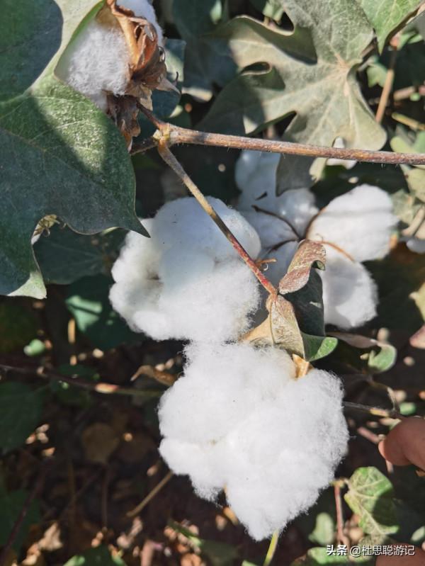 漢EV自駕新疆，離開新疆之前的兩個願望就是看棉花和吃羊肉串