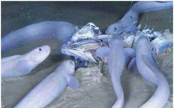 7千米深海現新種魚 可像蜘蛛一樣爬行
