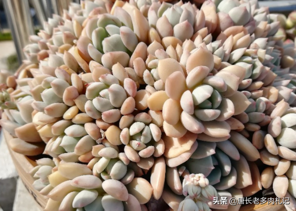 多肉蜜桃格林和香草比斯，二者長得確實挺像，但細看卻有5處不同