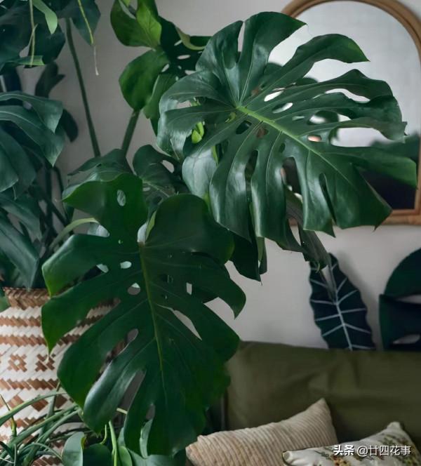 適合客廳養的4種花，壽命長寓意好，大氣有格調，養護很簡單