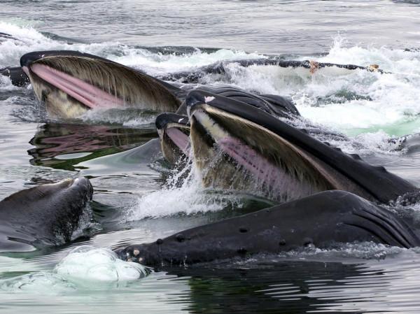 又是角蛋白,人類明明自己有,為什麼對動物的角蛋白念念不忘? 又是角蛋白,人類明明自己有,為什麼對動物的角蛋白念念不忘?
