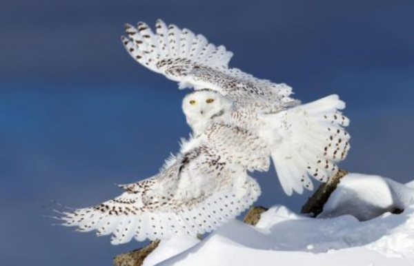 天才神童阿琪雅納:8歲就會畫畫,15歲一幅畫可以賣到百萬美金 天才神童阿琪雅納:8歲就會畫畫,15歲一幅畫可以賣到百萬美金