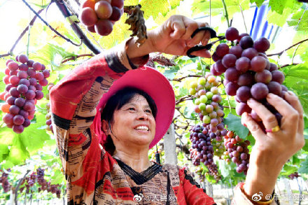 看,豐收的中國 看,豐收的中國